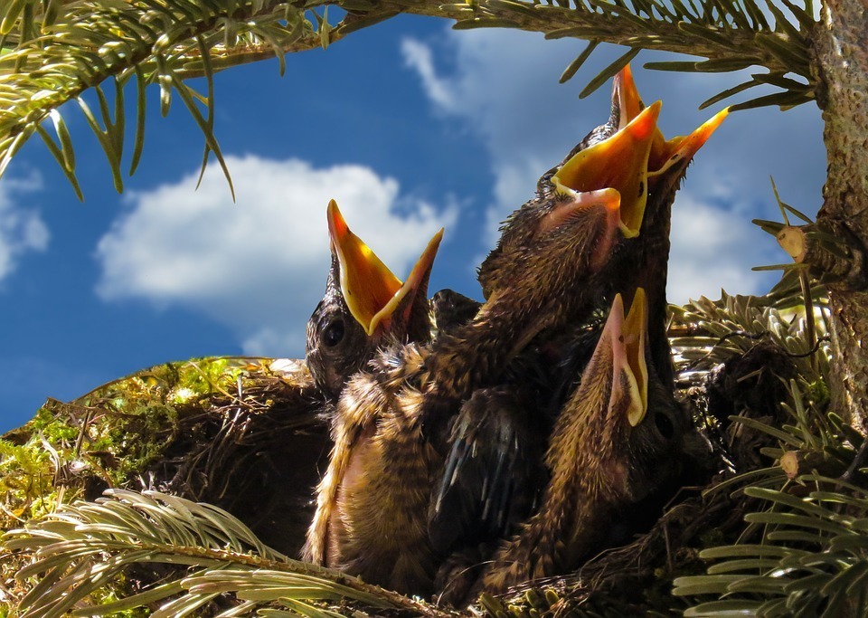 feeding.jpg